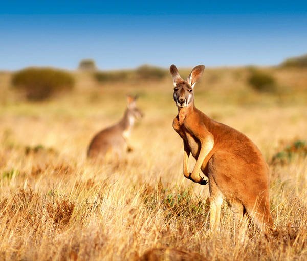 Anthem of the Seas ile Avustralya ve Yeni Zelanda Gemi Turu