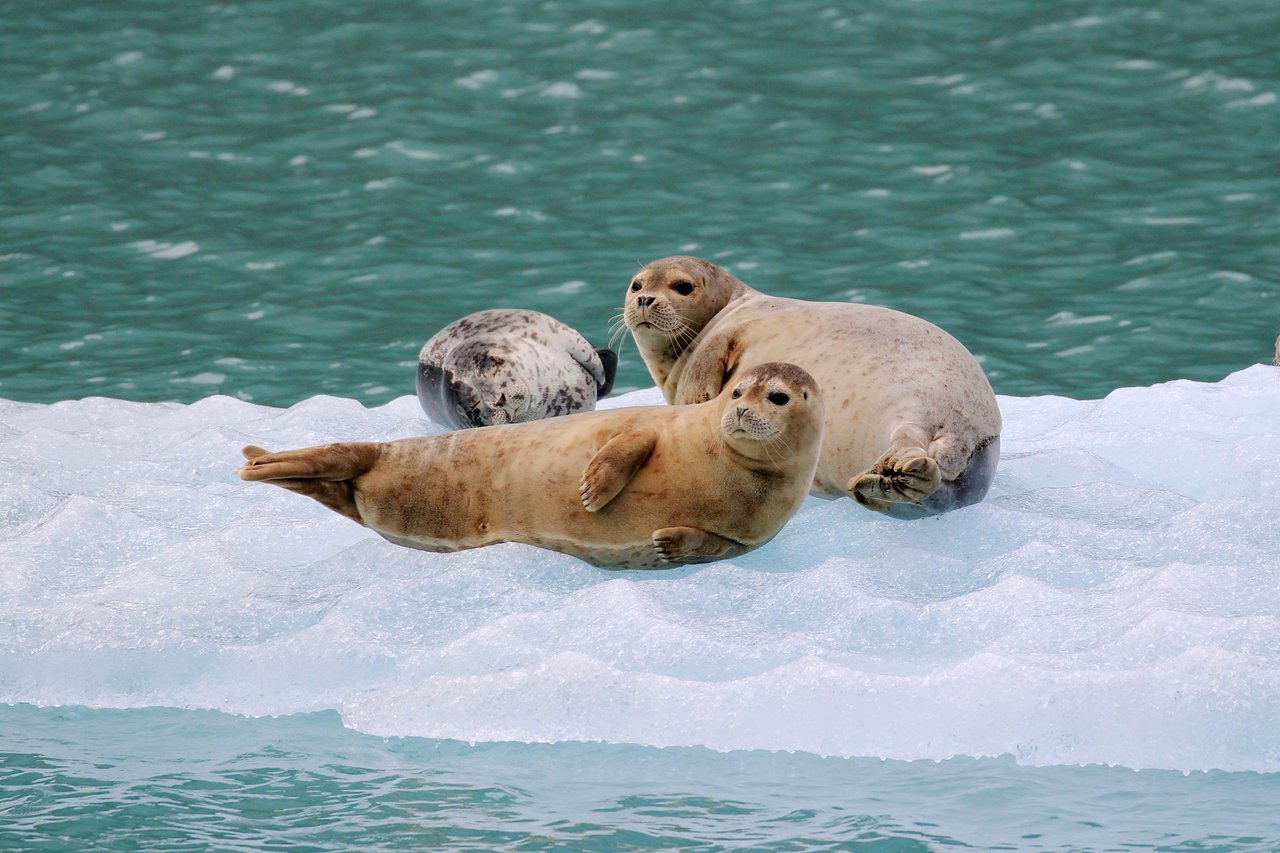 Anthem of the Seas ile Alaska Gemi Turu