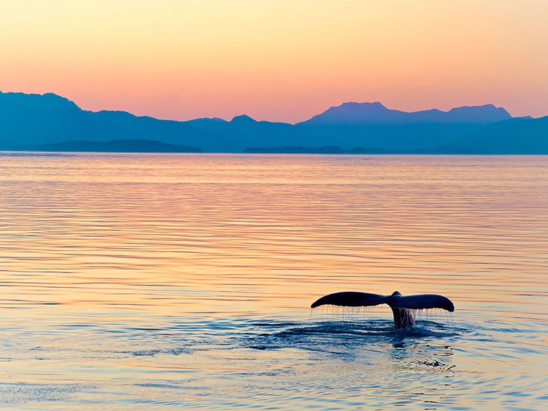 Celebrity Edge ile Alaska Gemi Turu