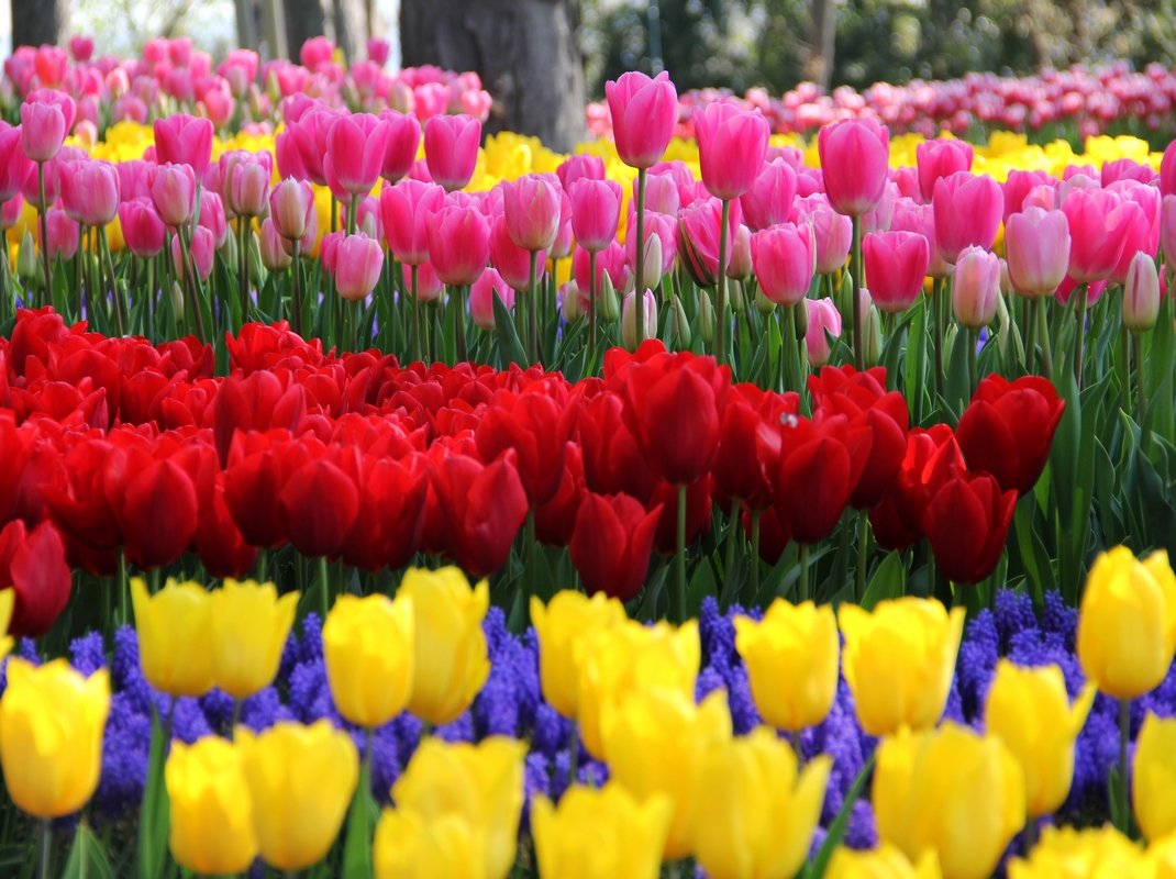 Compass Opera ile Lale Dönemi`nde Reh Nehri Turu