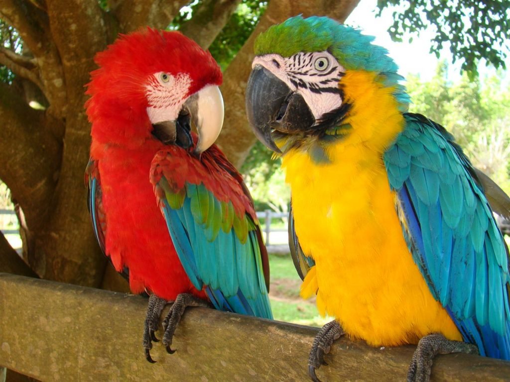 Sömestre MSC Seaview ile Vizesiz Brezilya Gemi Turu